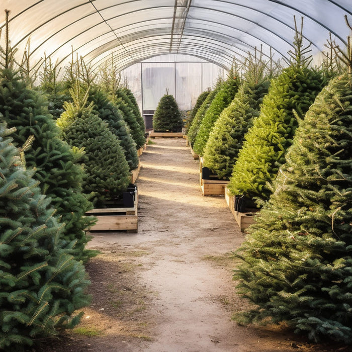 Pre-Order Your Premium Nordmann Fir Christmas Tree Today!