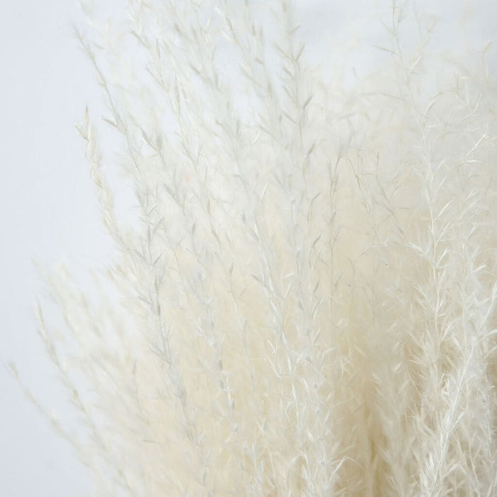 Dried Reed Grass in Paper -  White