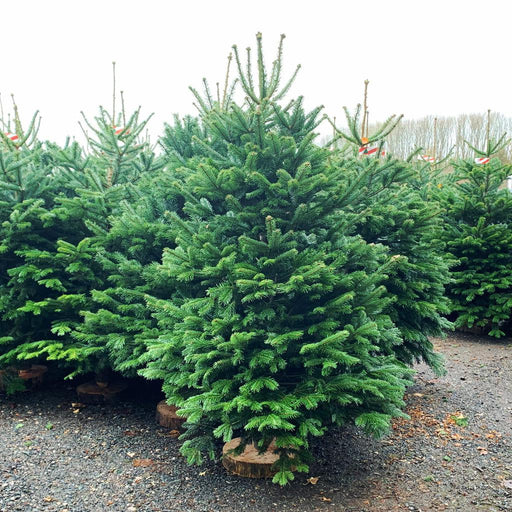 Christmas Tree Premium Nordmann Fir - 6 to 7 feet (175 to 200 cm) - South Planks