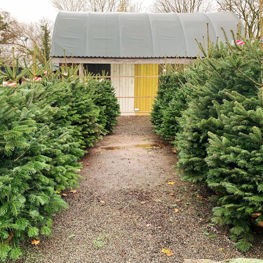 Christmas Tree Premium Nordmann Fir - 6 to 7 feet (175 to 200 cm) - South Planks