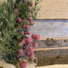 Winter Frosted Berry Tree Large - 60cm - South Planks